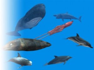 Read more about the article Rigged Sea Animals