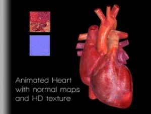 Read more about the article Heart Animated