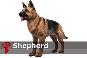 Read more about the article Dog – Shepherd