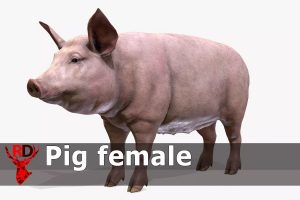Read more about the article Pig female