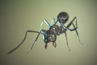 Read more about the article Black Garden Ant
