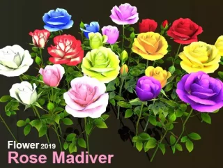 You are currently viewing Flower Rose Madiver