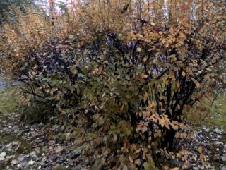 You are currently viewing PBR Autumn Bush