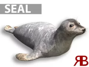 Read more about the article Seal