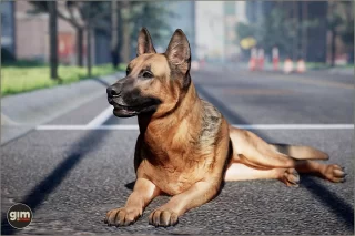 Read more about the article Animalia – German Shepherd (male)