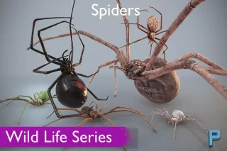 You are currently viewing Wild Life – Spiders
