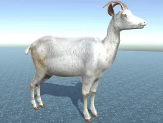 saanen-goat